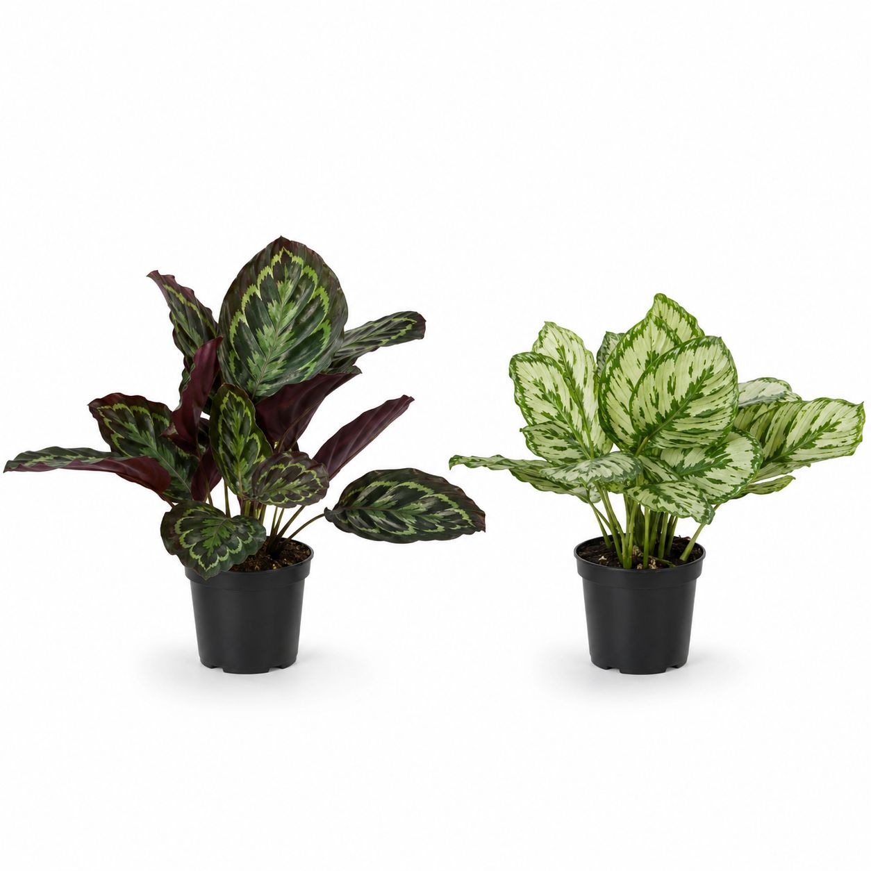 Artificial Peacock Calathea in Pot 2 Assorted 27cm