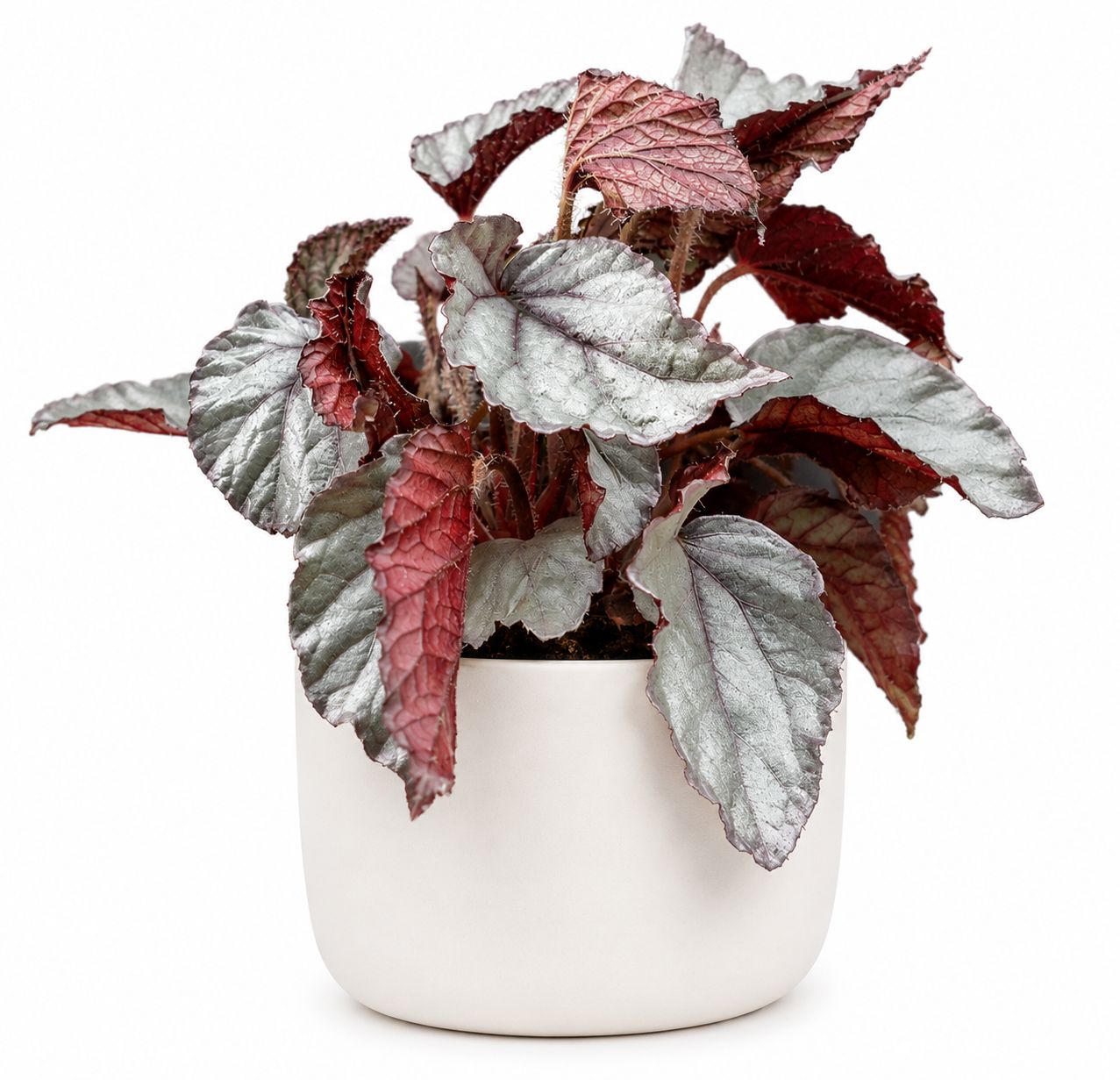 Begonia Rex - 4"