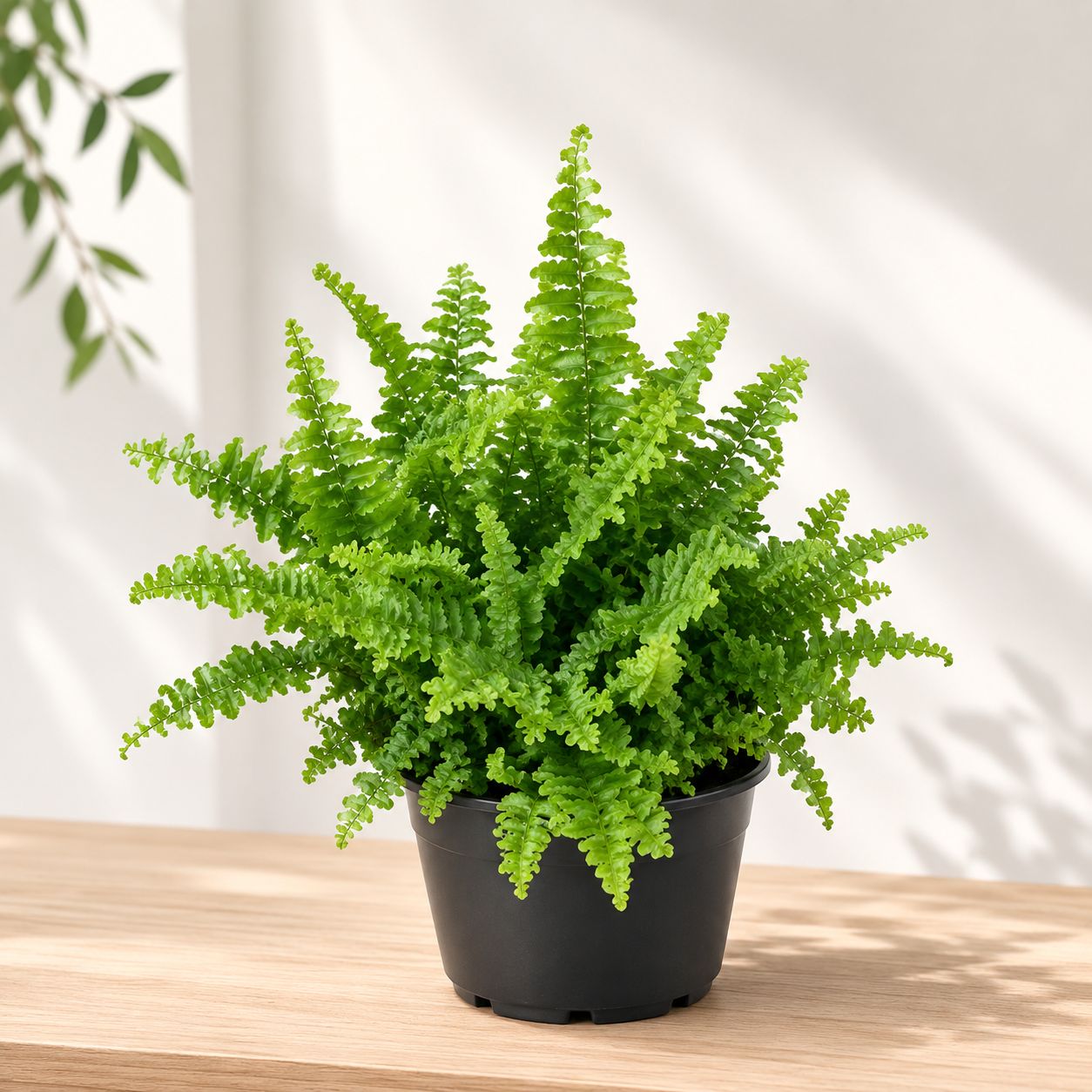 Fluffy Ruffles Fern - 6"