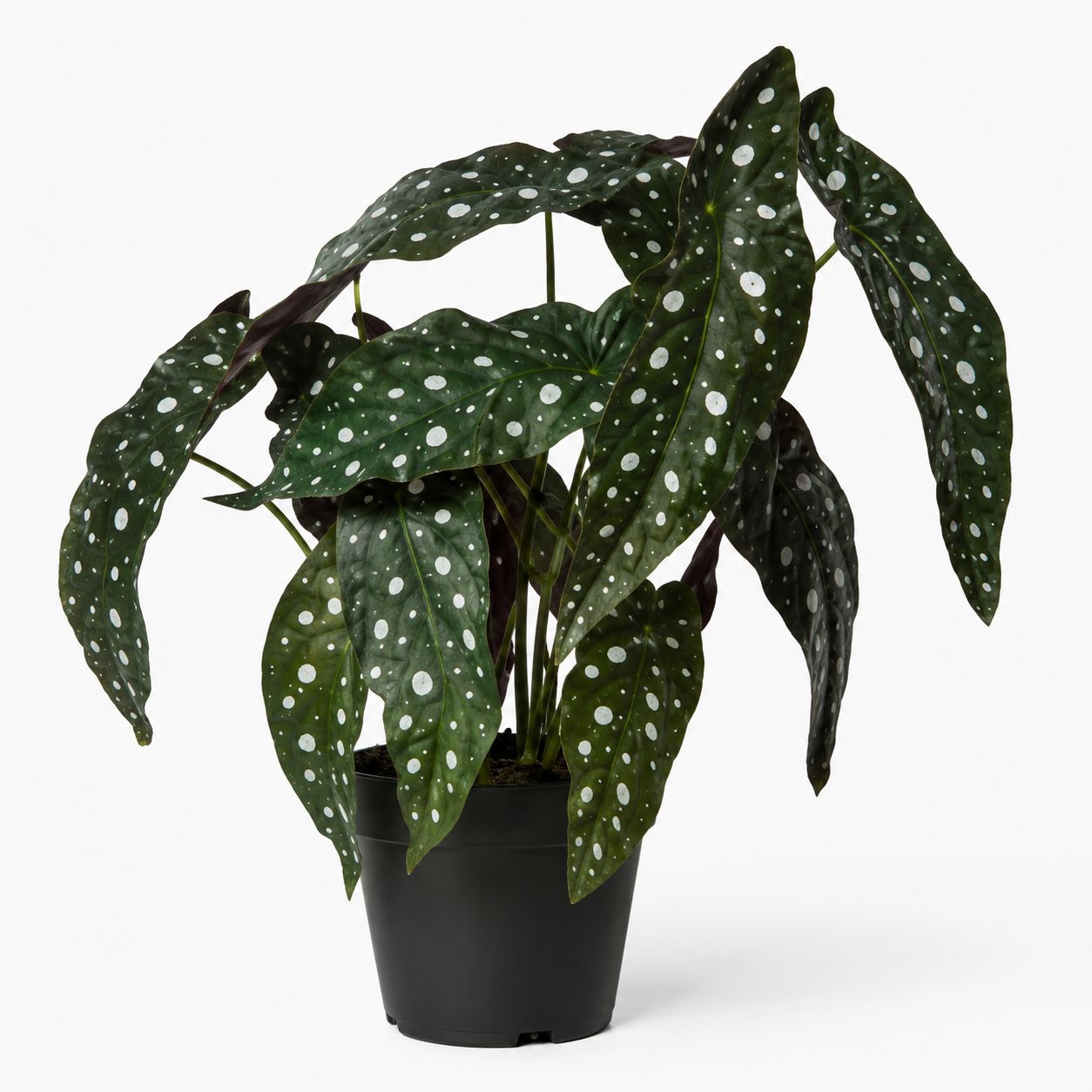 Artificial Polkadot Begonia 40cm