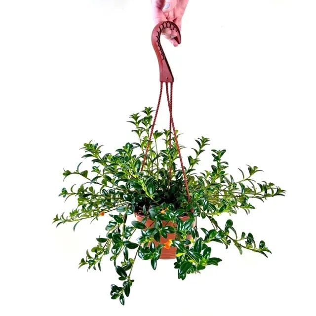 Goldfish Vine HB - 6"