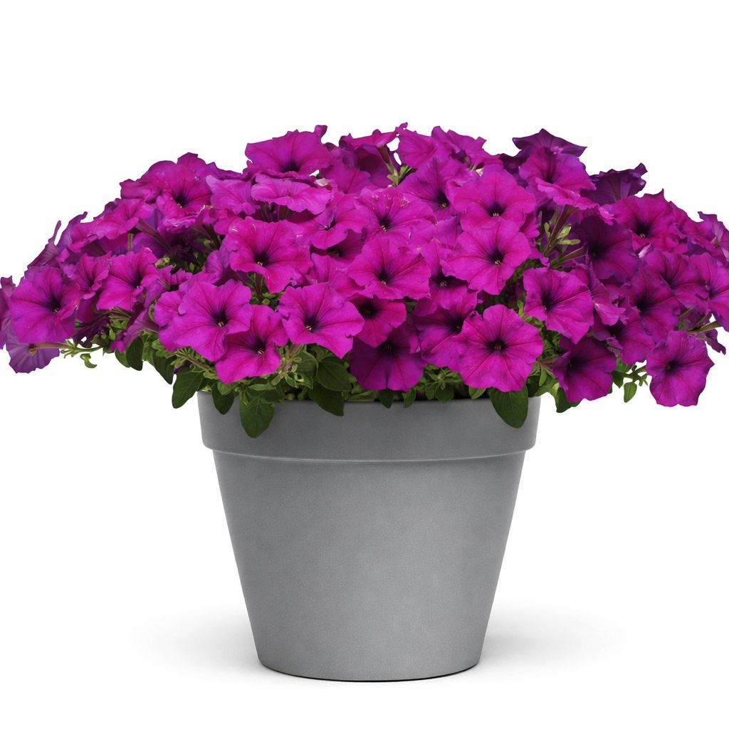 Petunia Easy Wave - Violet (Jumbo 6 Pack)