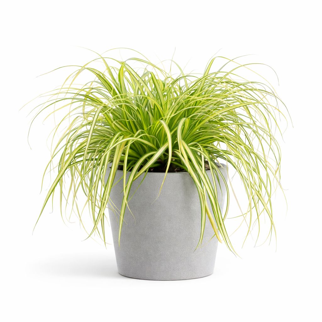 Grass Ornamental - Carex EverColor EverSheen