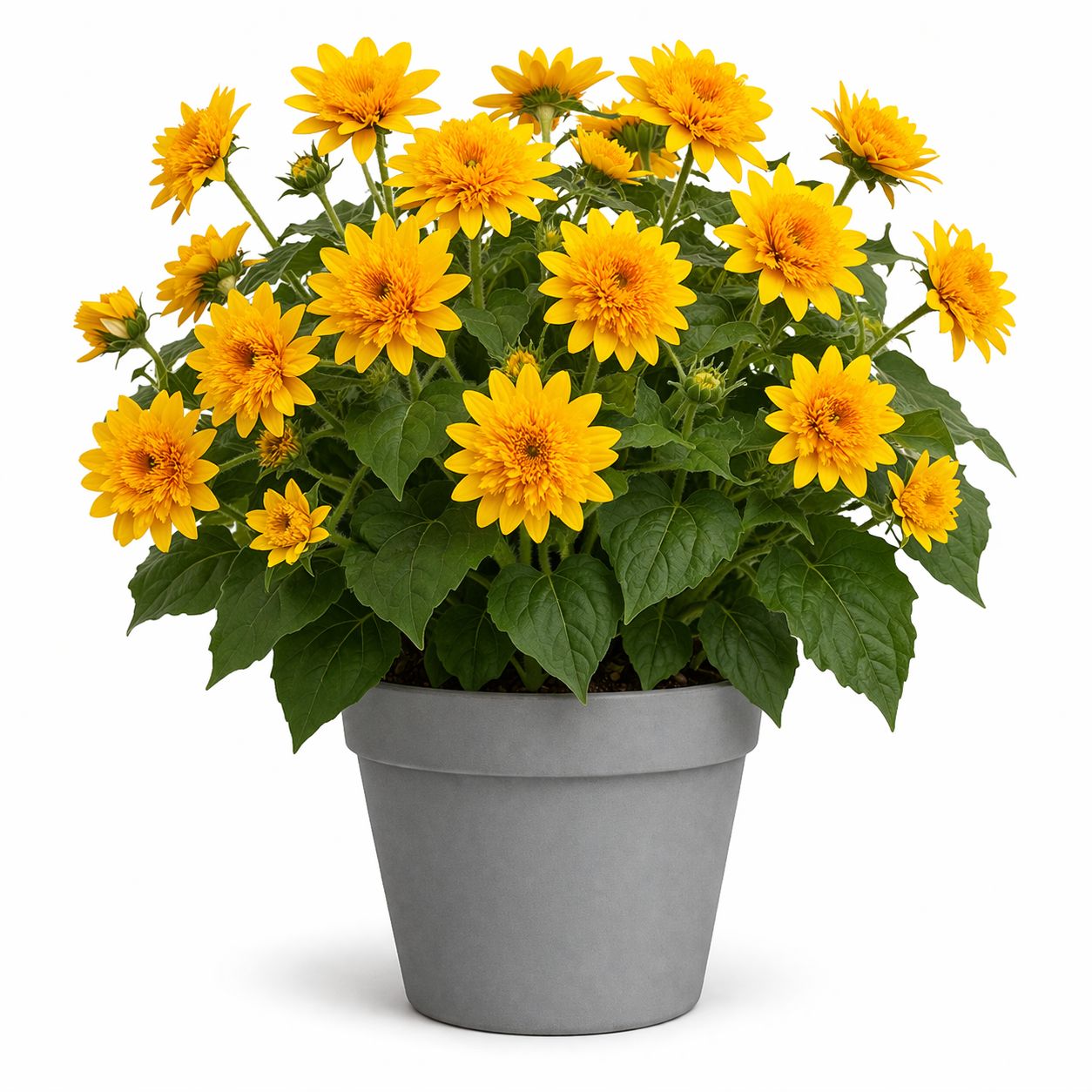 Helianthus - Sunflower Sunfinity Double Yellow