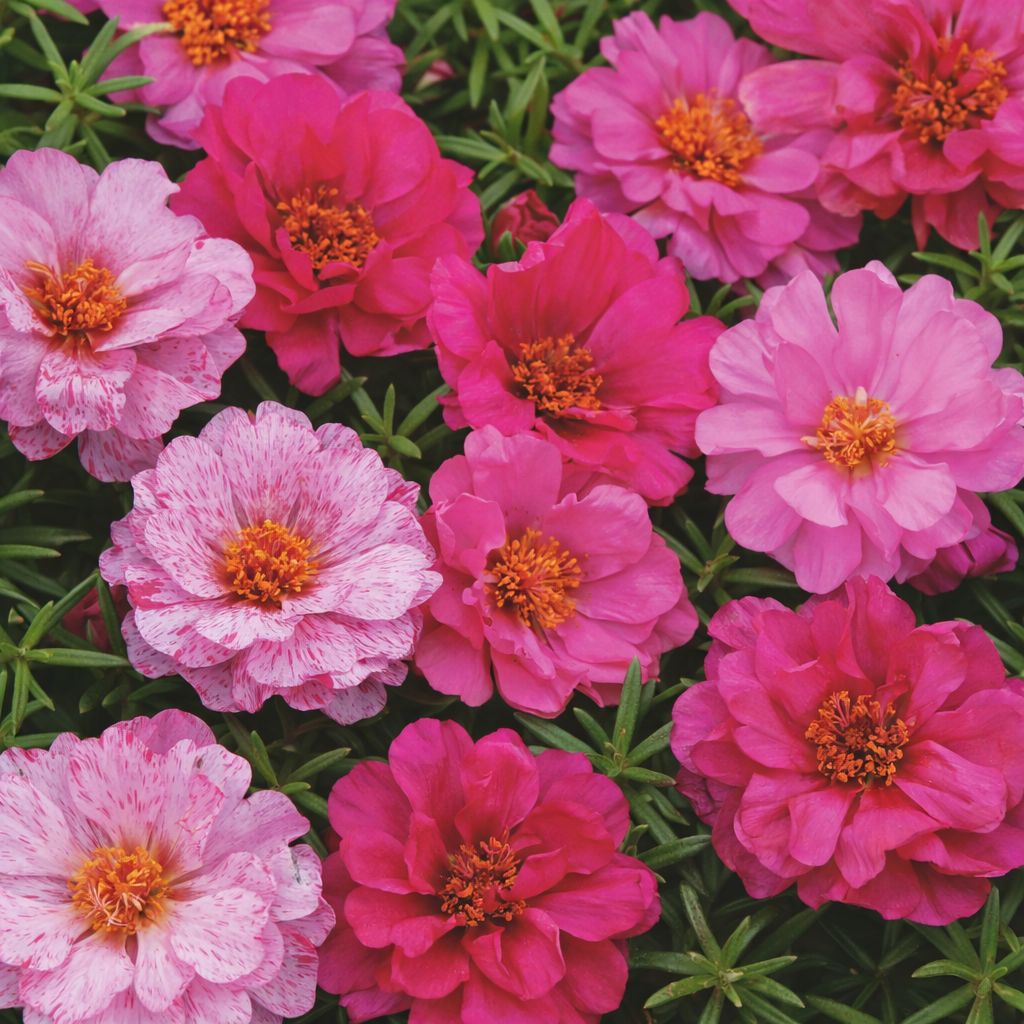Portulaca - Happy Hour Pink Passion Mix (6 Pack Regular)