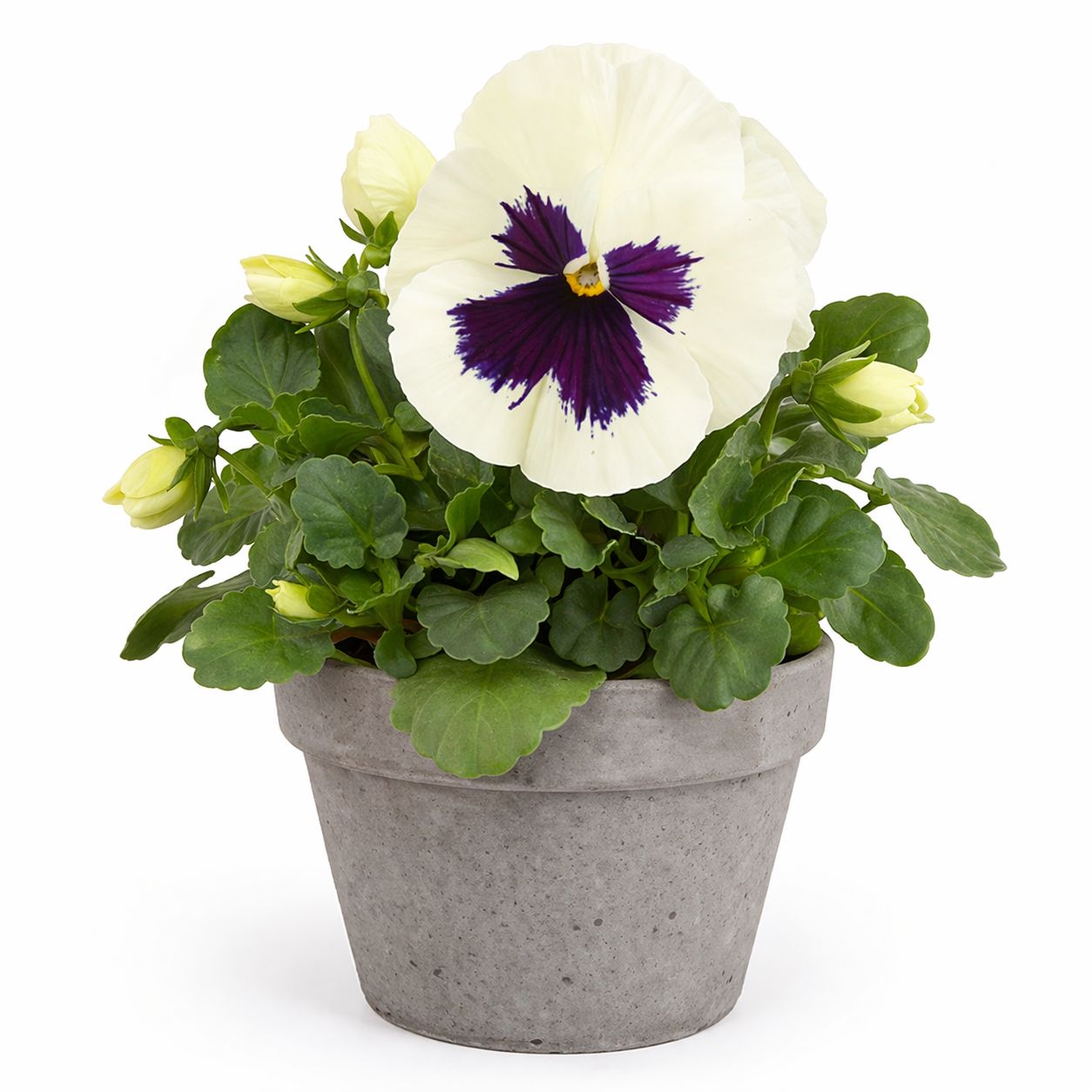 Pansy - Delta Pro White w/ Blotch (6 Pack Regular)