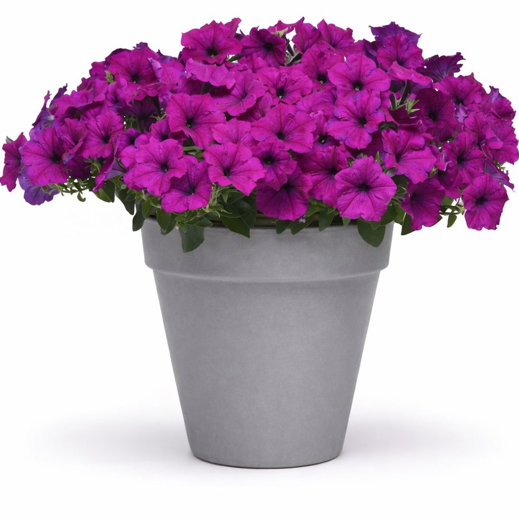 Petunia Easy Wave - Violet 6"