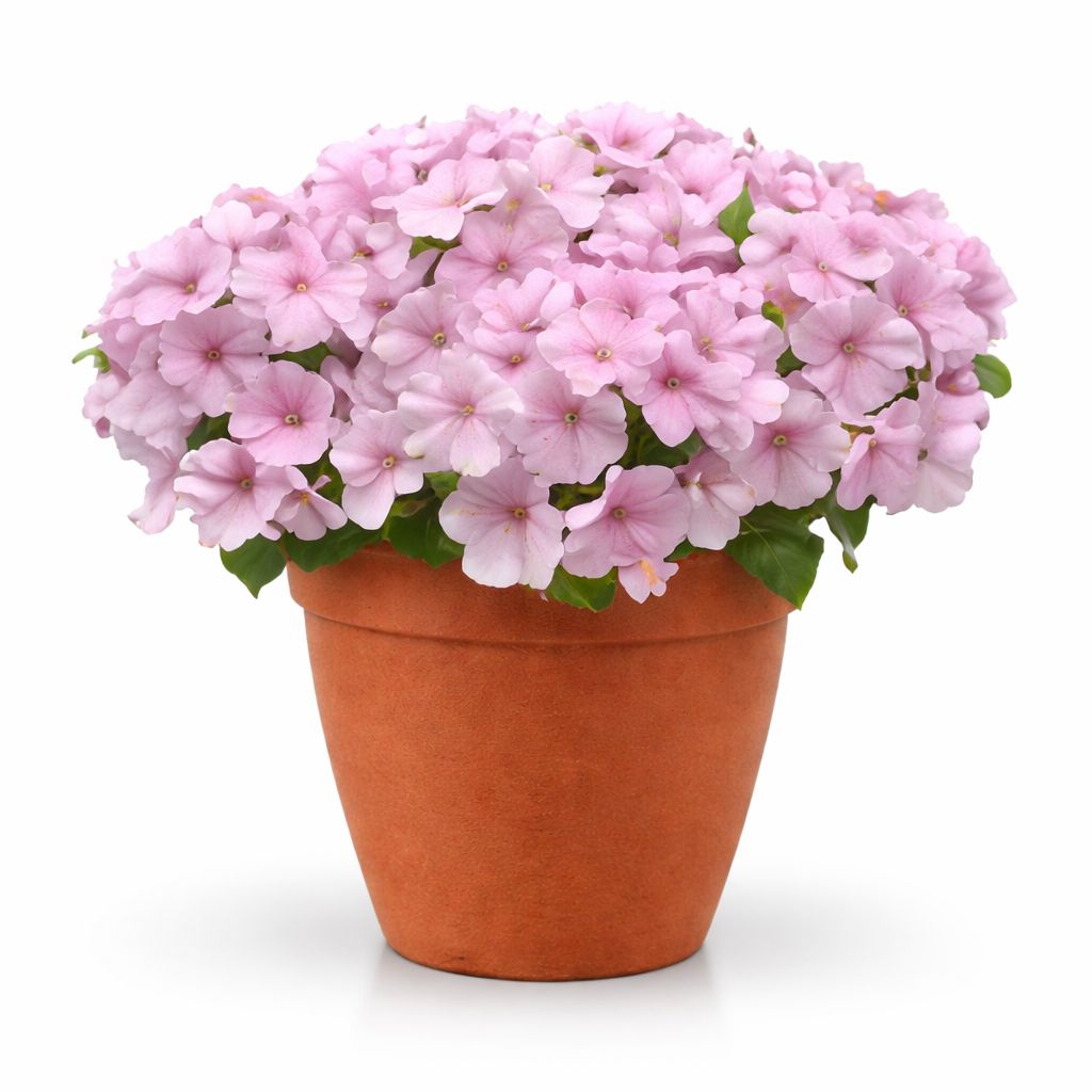 Petunia Easy Wave - Pink Pearl 6"