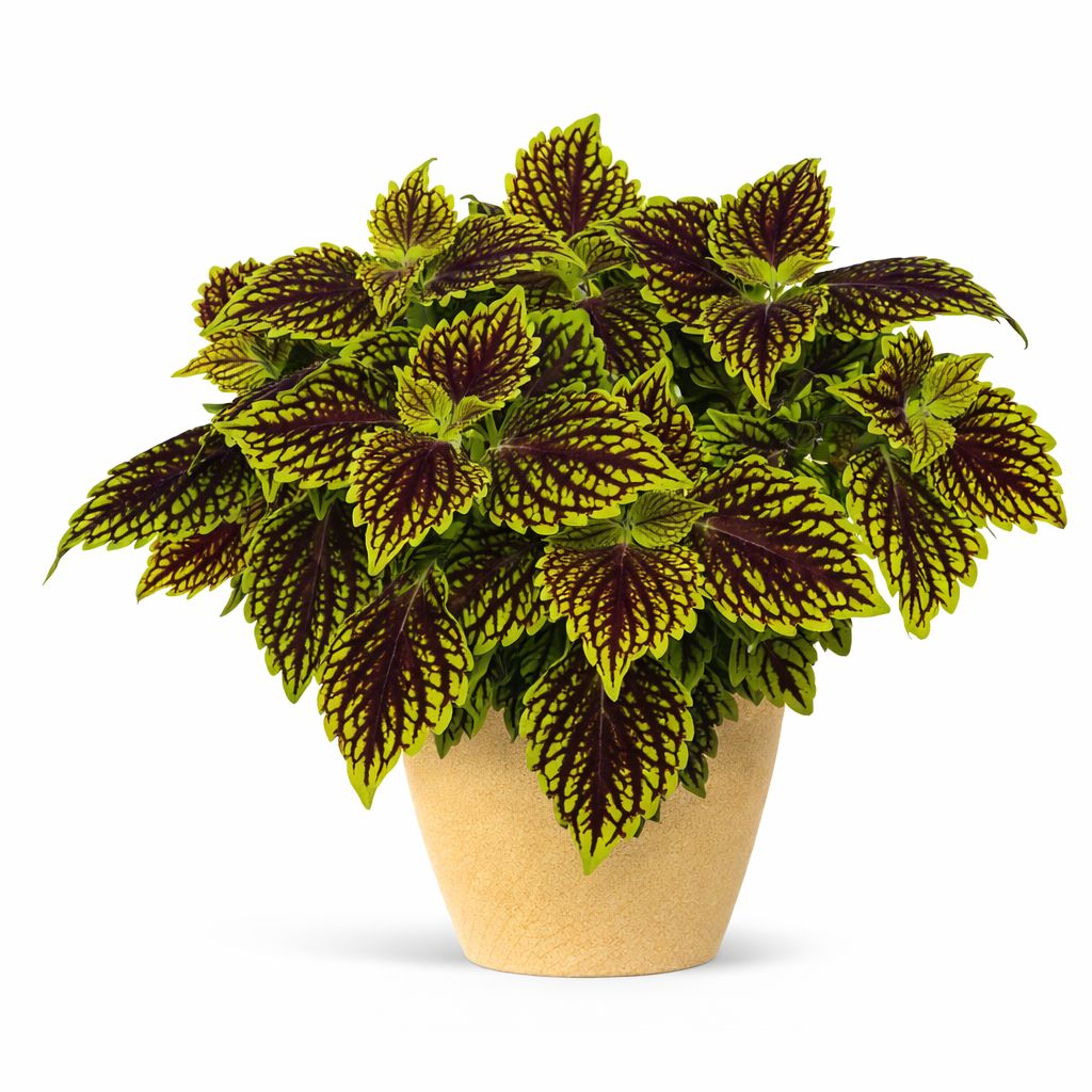 Coleus - Main Street Venice Boulevard
