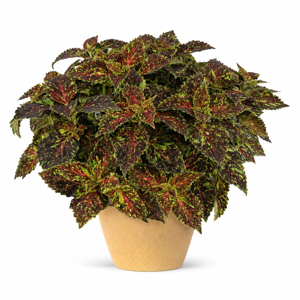 Coleus - Main Street Michigan Avenue