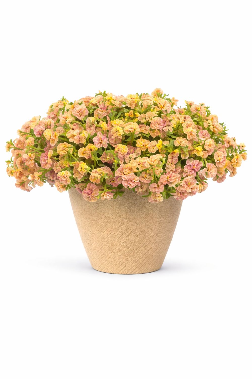 Calibrachoa - Superbells Magic Double Grapefruit