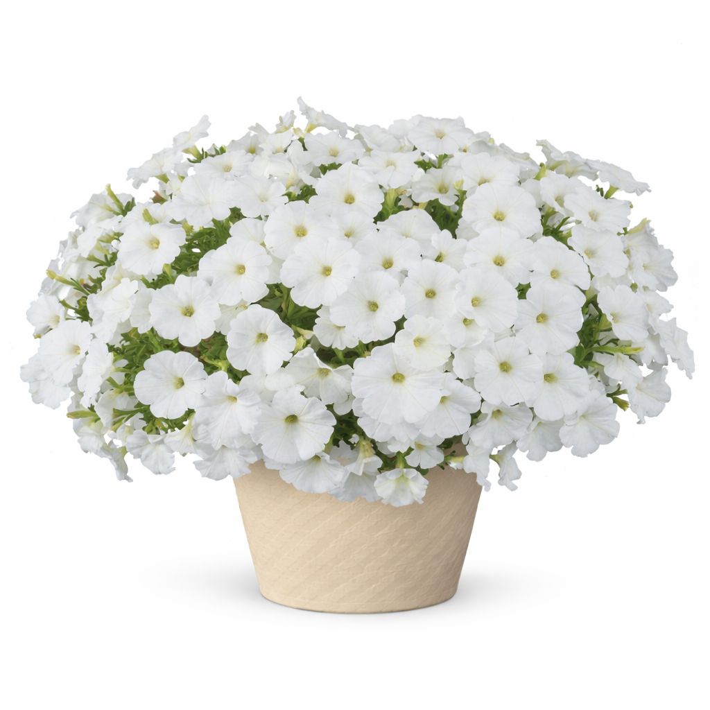 Petunia - Cascadias Iceberg