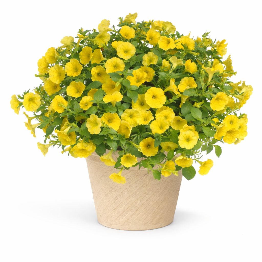 Petunia - Capella Hello Sunshine