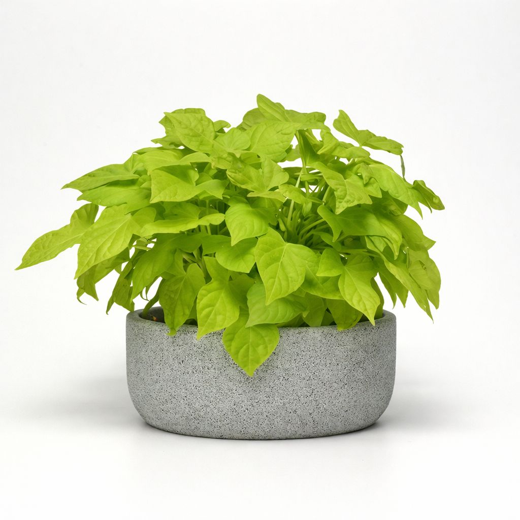 Ipomoea Sweet Potato Vine - Spotlight Lime Heart