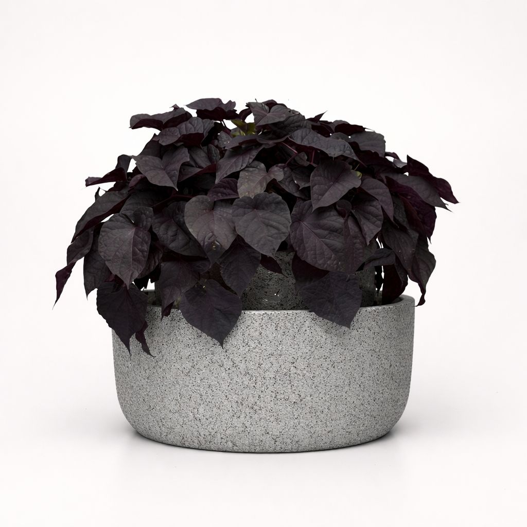 Ipomoea Sweet Potato Vine - Spotlight Black Heart
