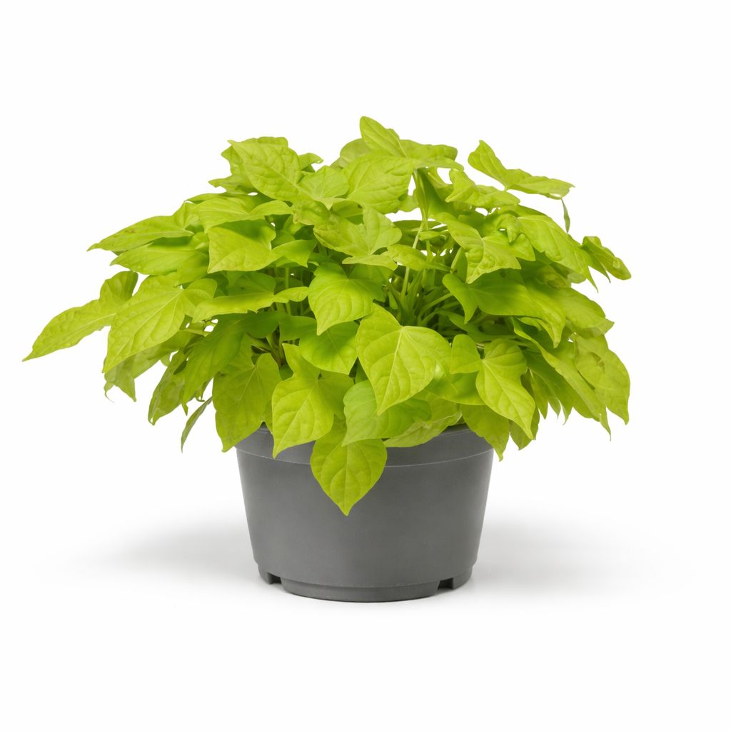 Ipomoea Sweet Potato Vine - Solar Power Lime Heart