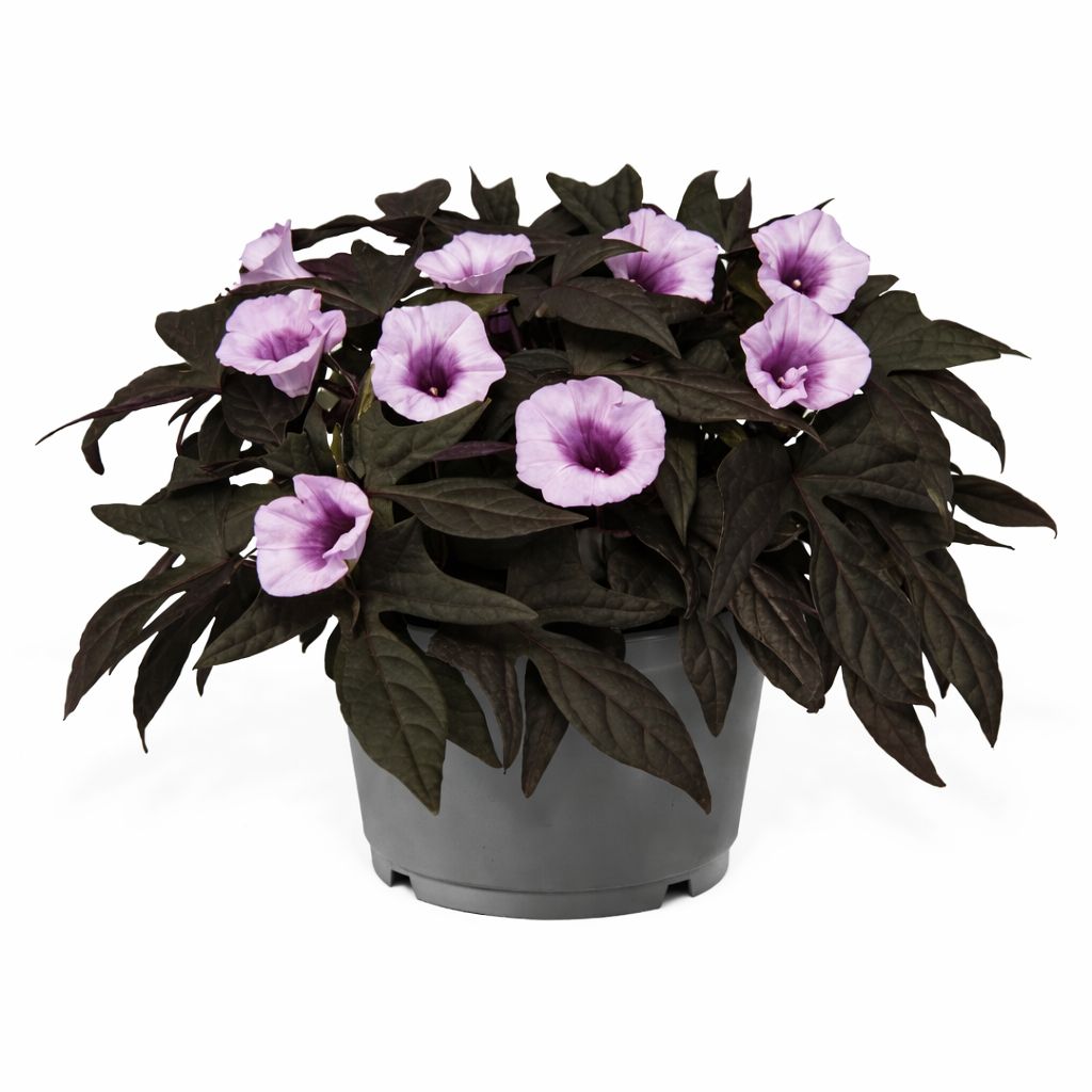 Ipomoea Sweet Potato Vine - Floramia Black