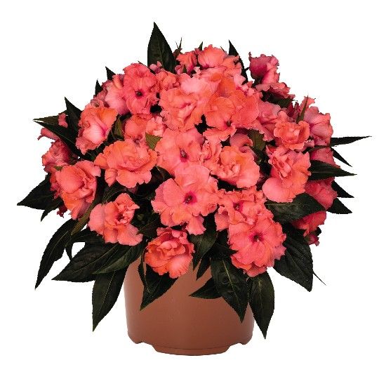 Impatiens - New Guinea Rollercoaster Dark Coral