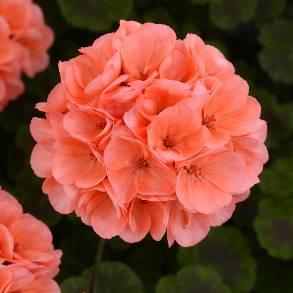 Geranium - Galaxy Orange