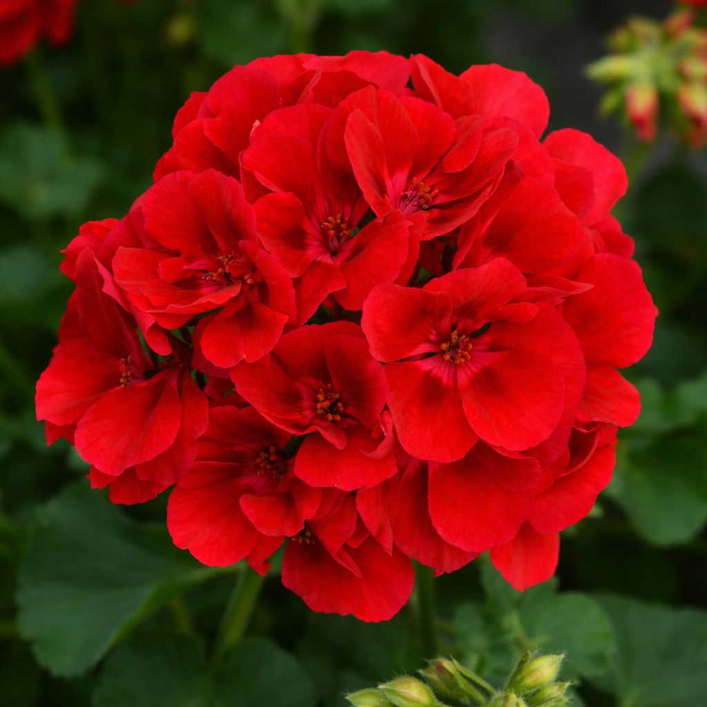 Geranium - Galaxy Dark Red