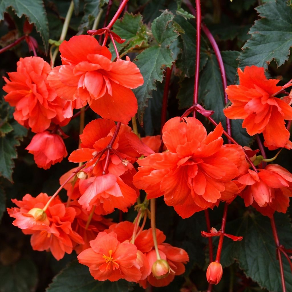 Begonia - Sundancer Salmon Hanging