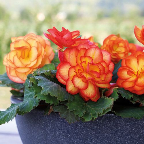 Begonia - Non Stop Flame