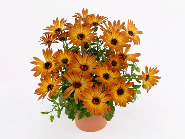Osteospermum - Gelato Apricot