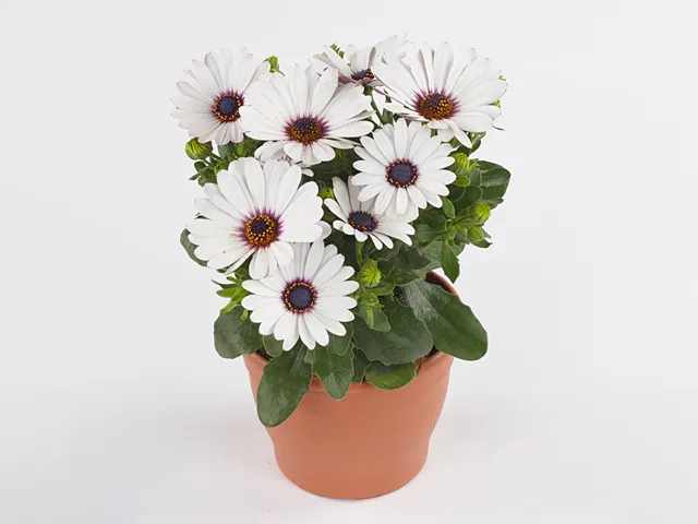 Osteospermum - Gelato Almond