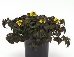 Lysimachia - Midnight Sun