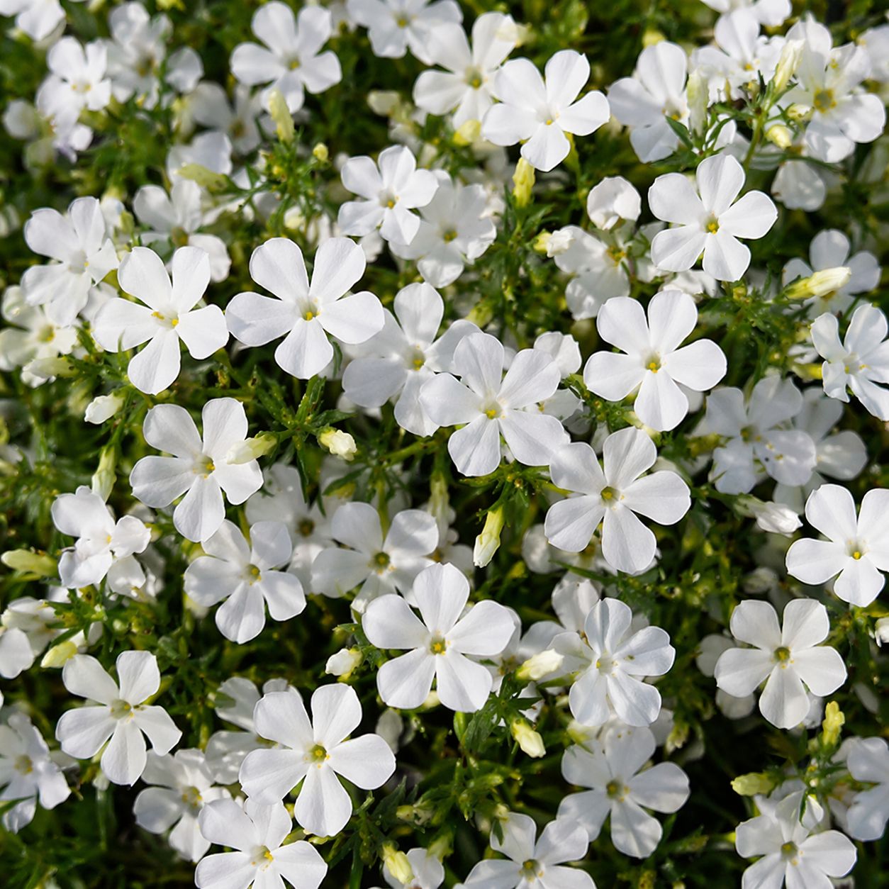 Lobelia - Hot Plus White