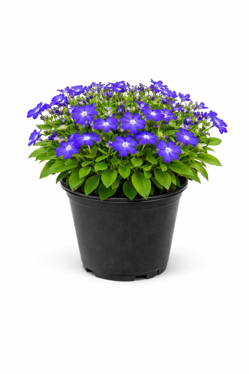 Lobelia - Hotpot Dark Blue