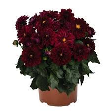 Dahlia - Novation Ruby