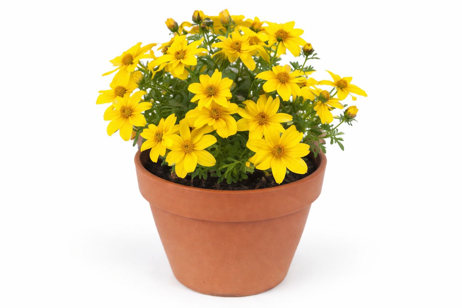 Bidens - Yellow Charm