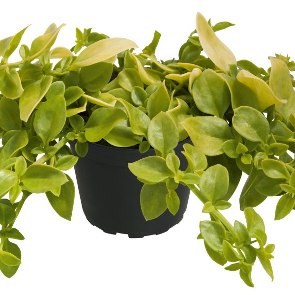 Aptenia - Golden Cascade