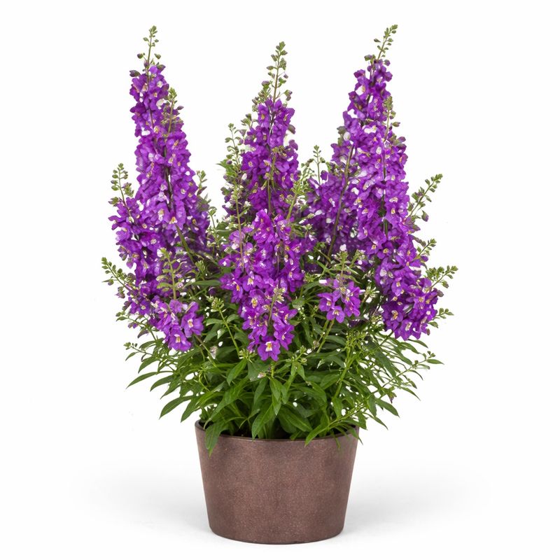 Angelonia - Guardian Angel Blue