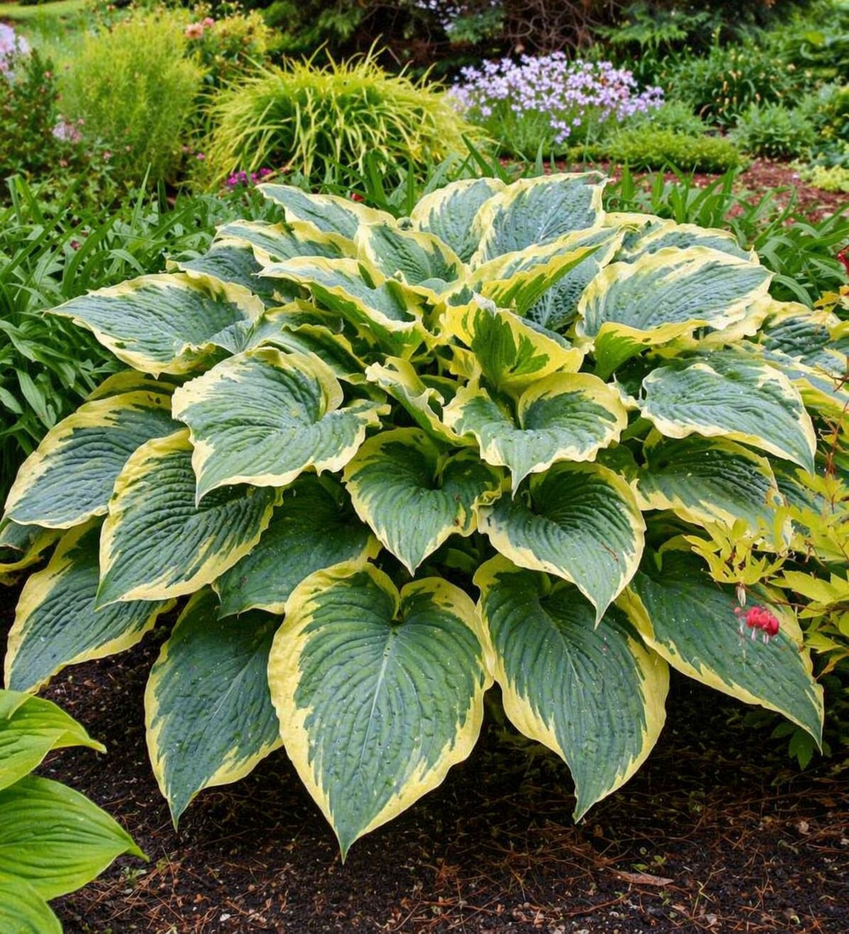 Hosta (Plantain Lily) - Shadowland Gigantosaurus