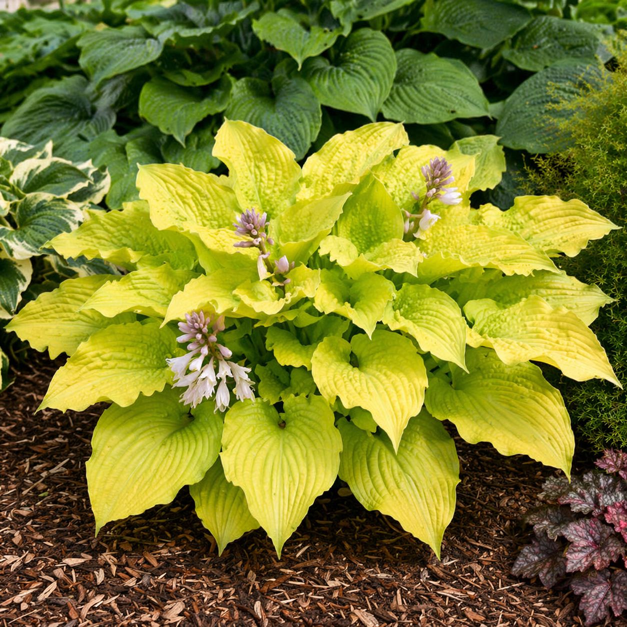 Hosta (Plantain Lily) - Shadowland Coast to Coast