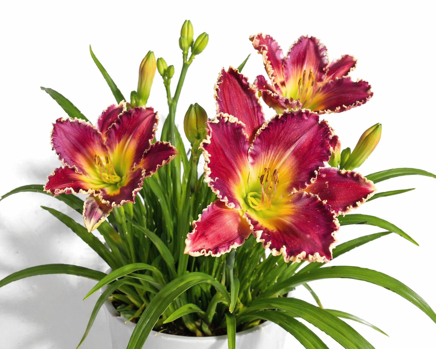 Hemerocallis - Bettylen