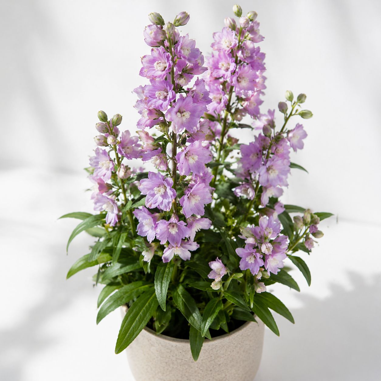 Delphinium Elatum - Magic Fountain Cherry Blossom White Bee Delphinium Elatum - Magic Fountain Cherry Blossom White Bee