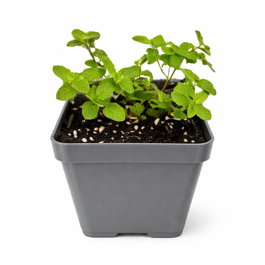 Mint - Strawberry 4"