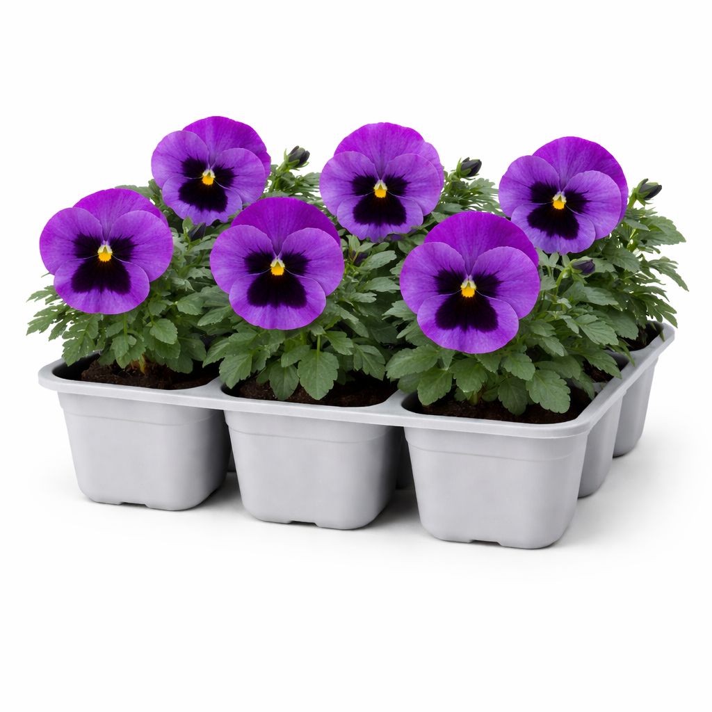 Pansy - Delta Pro Neon Violet (6 Pack Regular)