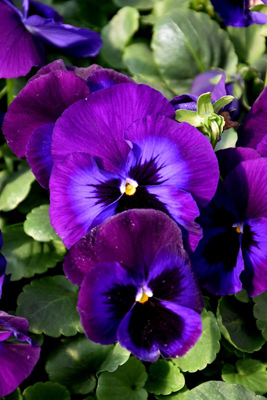 Pansy - Delta Pro Neon Violet (6 Pack Regular)