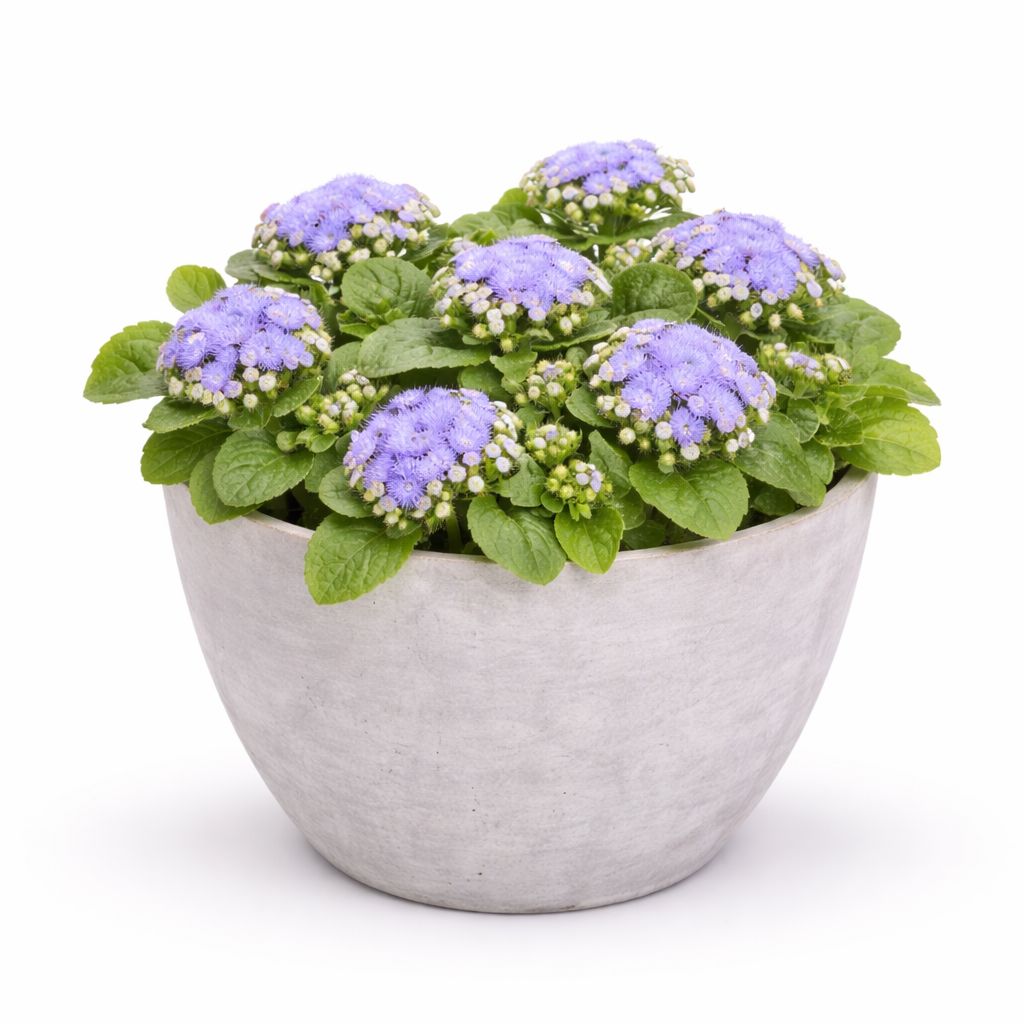 Ageratum - Kona Blue (6 Pack Regular)