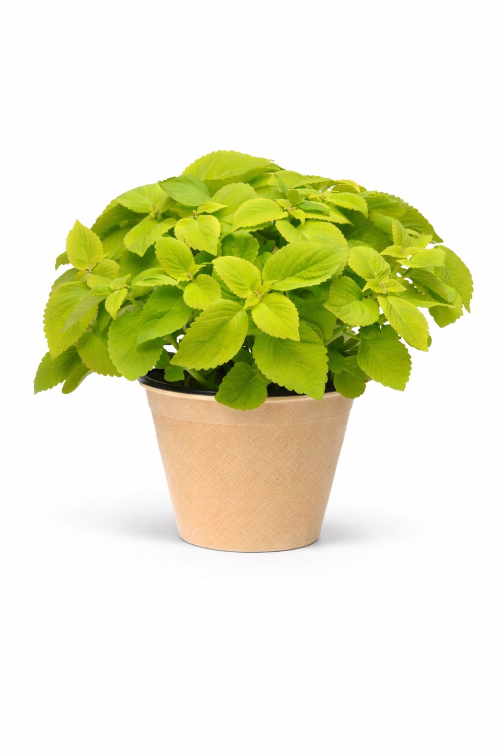 Coleus - Premium Sun Lime Delight