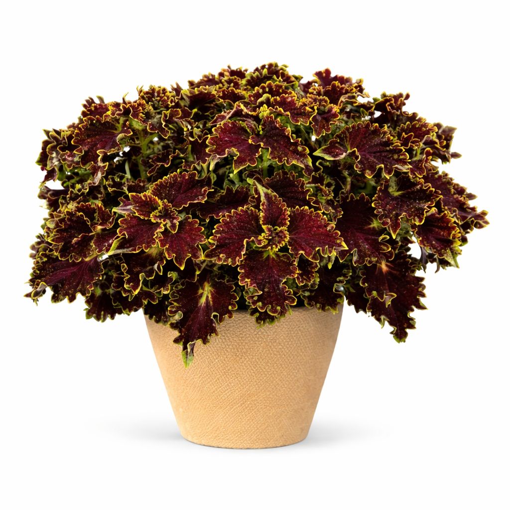 Coleus - Main Street Portage Avenue