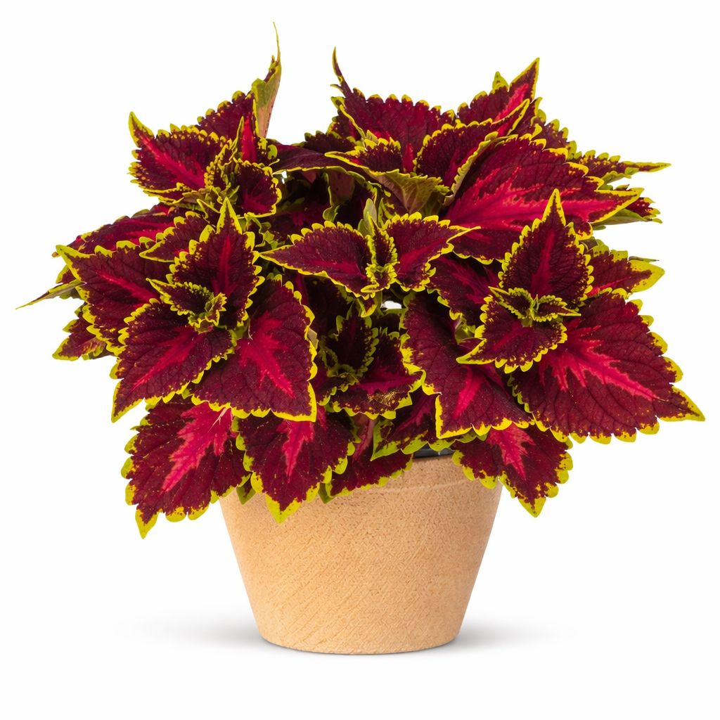 Coleus - Main Street Oxford Street