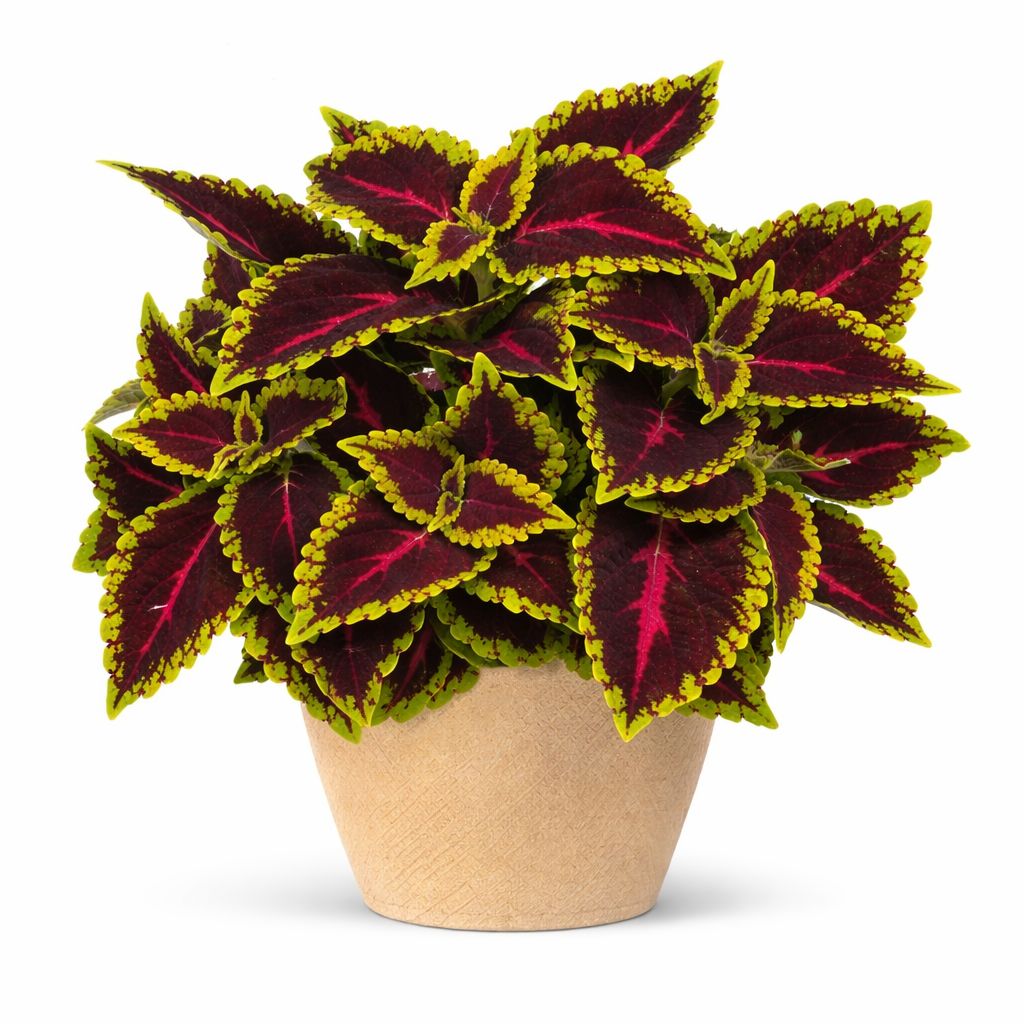 Coleus - Main Street Alligator Alley