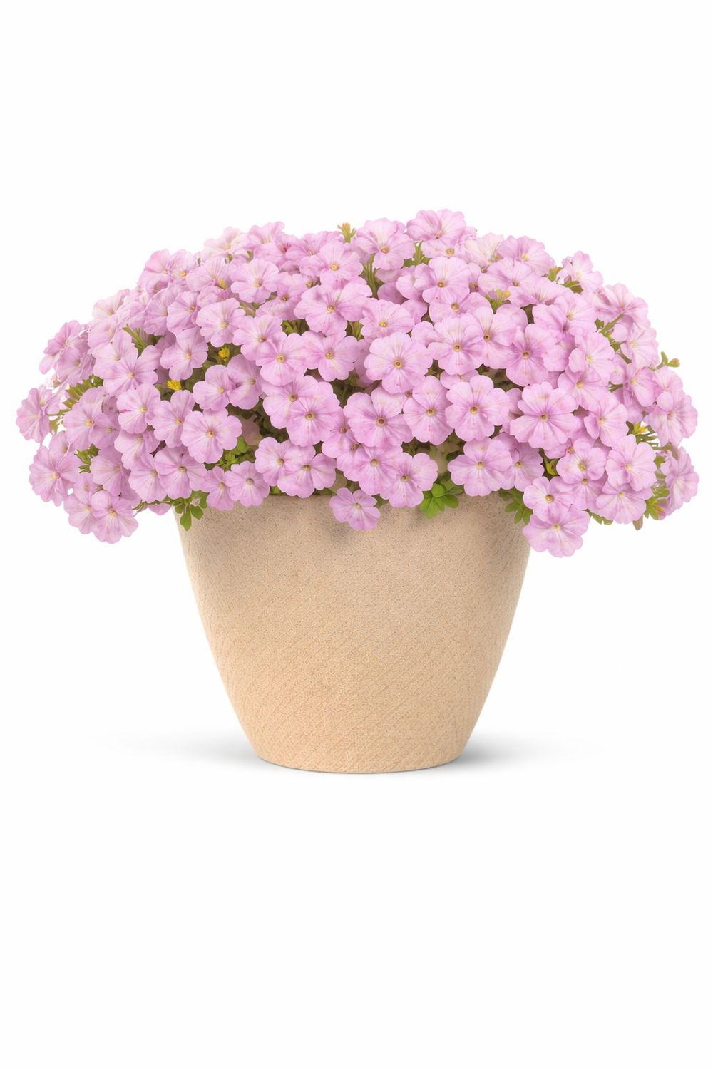 Petunia - Supertunia Vista Cool Jazz