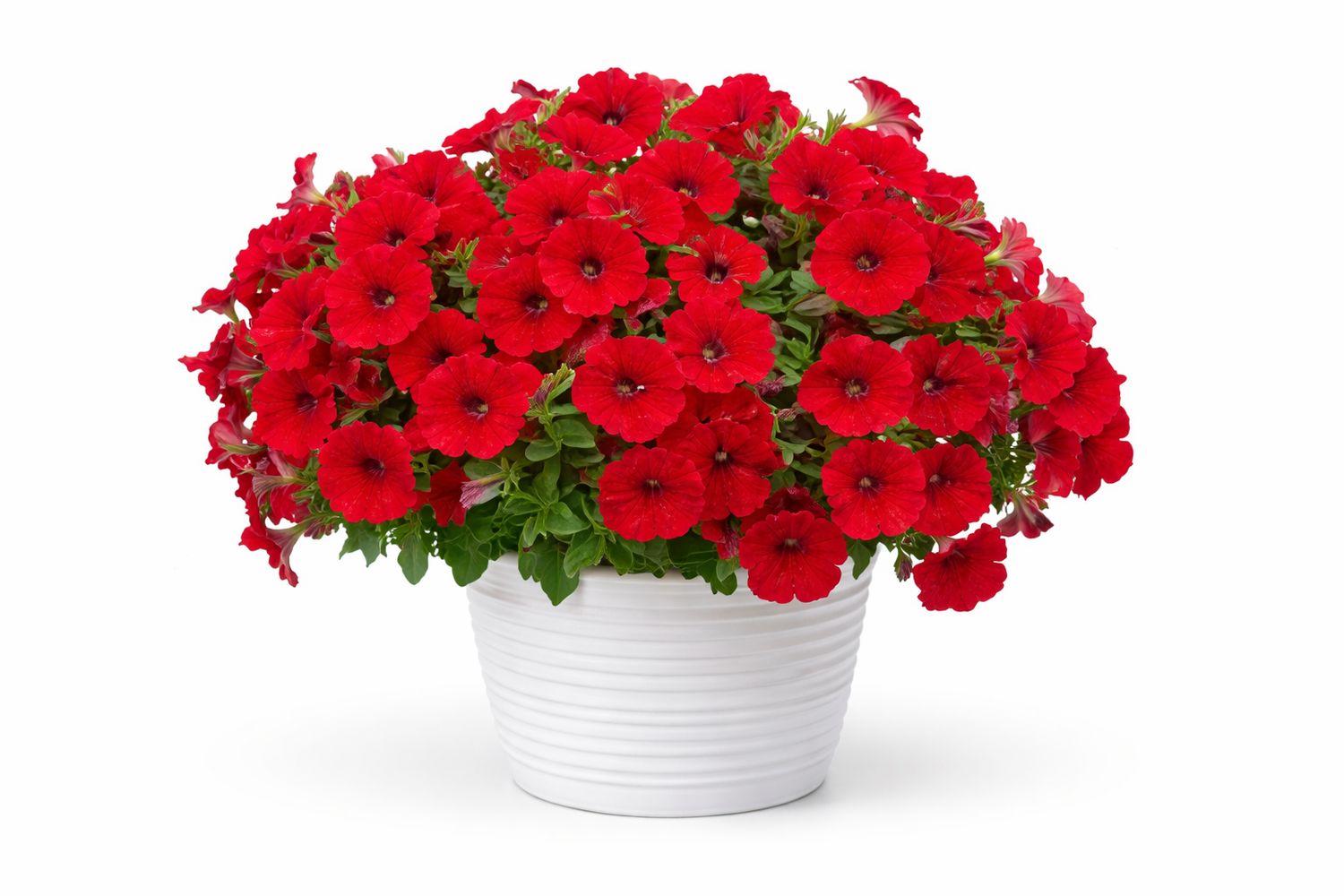 Petunia - Inferno The Red