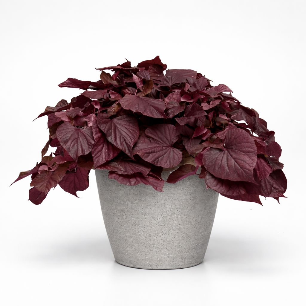 Ipomoea Sweet Potato Vine - Spotlight Red Heart